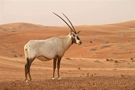Cómo es el órix de Arabia | Weekend