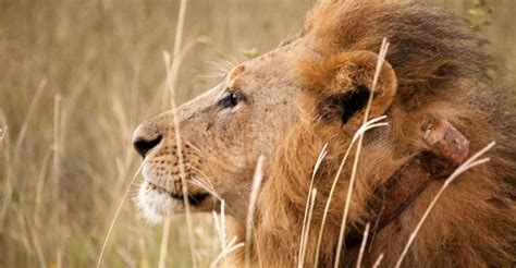 challenges shaping  future  lions   african savannah