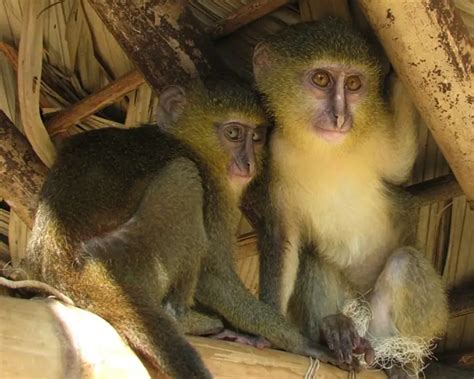 Lesula - Facts, Diet, Habitat & Pictures on Animalia.bio