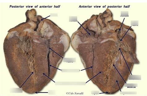 sheep heart dissection Diagram | Quizlet