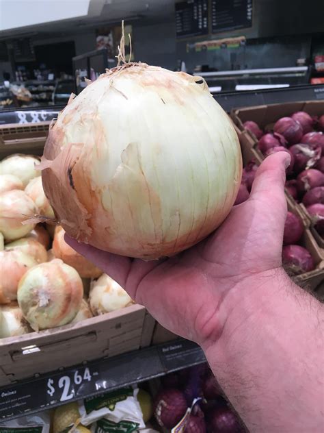 Look at the size of this onion! : r/pics