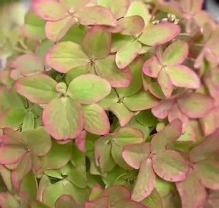 ГОРТЕНЗИИ: Hydrangea paniculata Metallica-Гортензия метельчатая Металлика