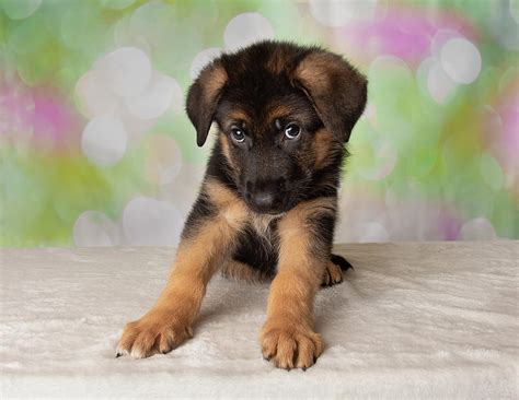 Dogs German Shepherd Puppies