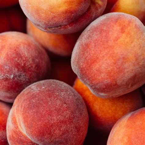 prunus persica peach tree 2