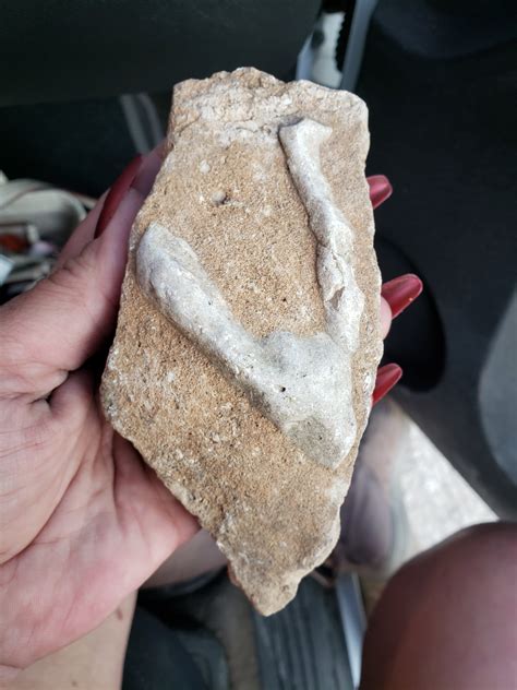 Fossils Of Texas at Bennie Aguayo blog