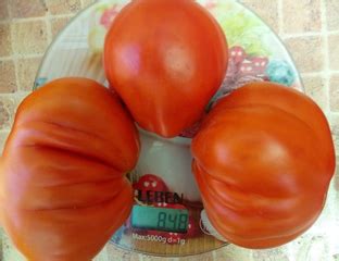 Томат Кунео гигантская груша (Cuneo Giant Pear) - Томатный мир