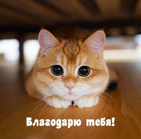 Картинки Спасибо - 53 красивых открыток бесплатно