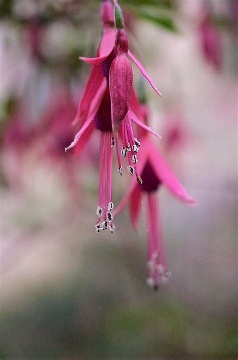 Fuchsia Pink Flower - Free photo on Pixabay