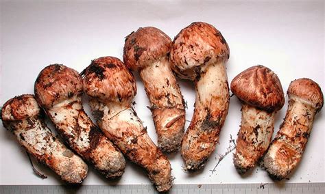 Китайские грибы - самые популярные, описание и рецепты