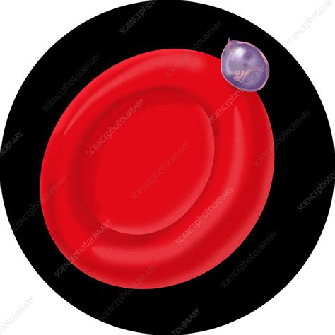 schizont  blood cell stock image  science photo library