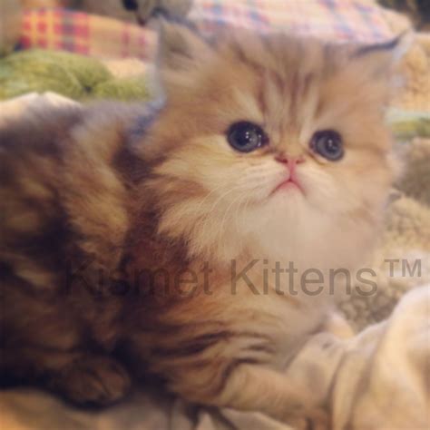 Teacup Persian Kittens For Sale Price - PETS JOURNEYS