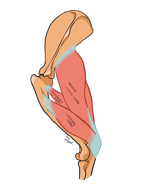 canine elbow anatomy  biomechanics