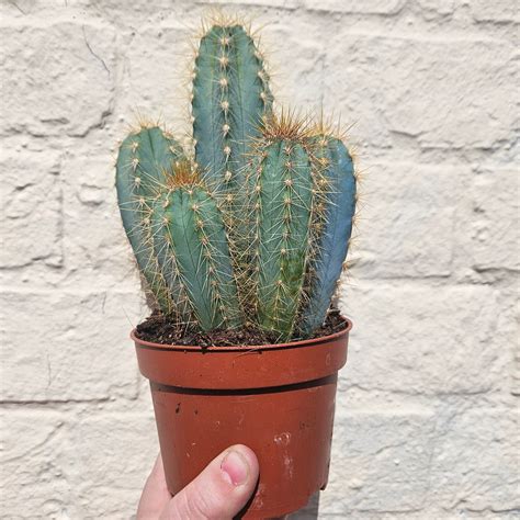 Pilosocereus azureus syn. Cereus azureus (Blue Torch Cactus) & Between