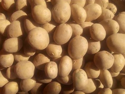 Fresh Potato at ₹ 16/kg | Potato in Hapur | ID: 12475835812