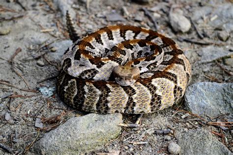 Timber rattlesnake on the trail at Fort Mountain, Georgia : r