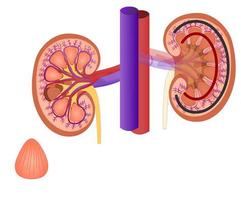 Kidney clipart kidney diagram, Kidney kidney diagram Transparent FREE