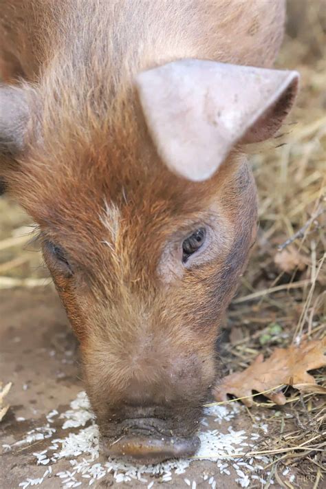 So, How Fast Can Pigs Run?