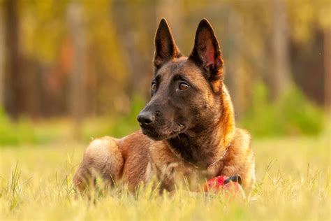 All Belgian Malinois Colors Explained – What Colors Are Up To The Breed ...