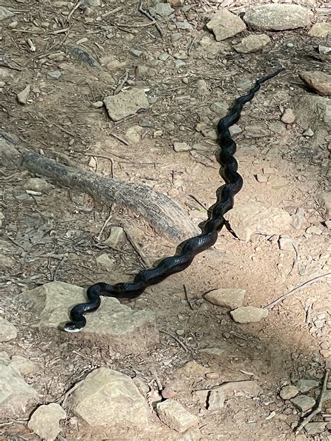 What is this body position? Snake wasn’t moving. : r/snakes