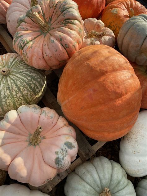 Farmer's Market — Honeybee Grove Flower Farm