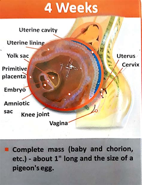 DEVELOPMENT OF BABY AND STAGES OF PREGNANCY - Pharmahelp