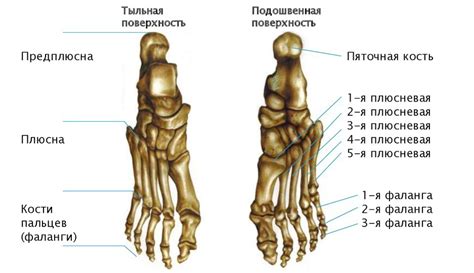 Анатомия стопы.