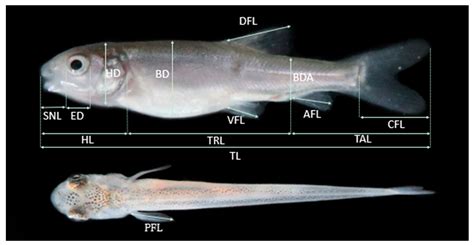 Allometric Growth Patterns and Ontogenetic Development during Early