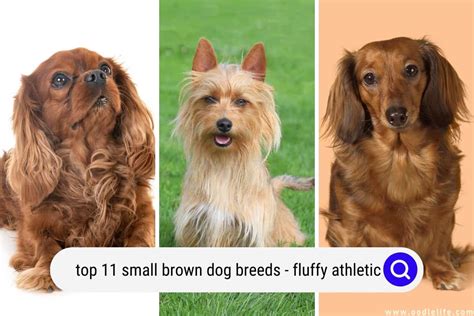 top  small brown dog breeds   fluffy athletic oodle life