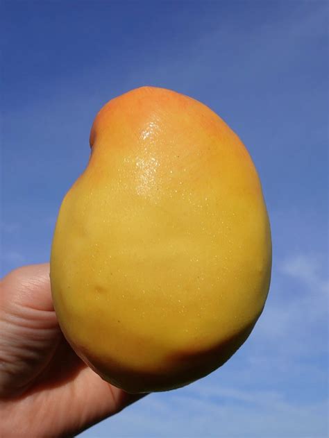 Mango Ice Cream (Viral propitious mango ice cream recipe)