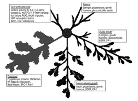 schematic representation  mammary gland development