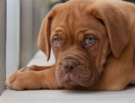 Best Short Haired Dogs | atelier-yuwa.ciao.jp