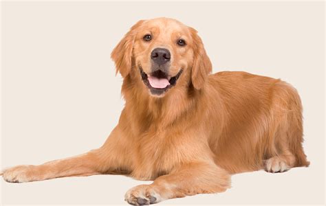 Common health problems with Golden Retrievers | ManyPets