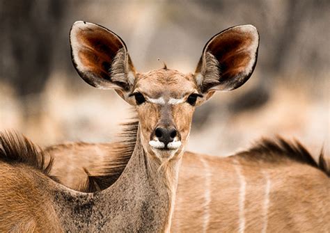 Etosha National Park Namibia on Behance