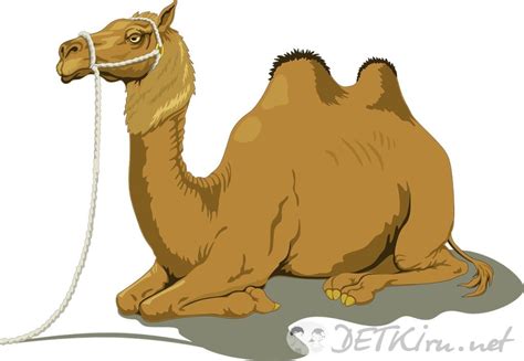 Верблюд. Картинки для детей