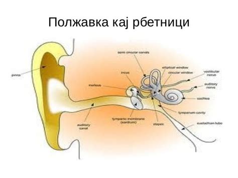 сетило за примање мехнички дразби