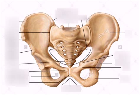 abspelvis pelvis diagram quizlet