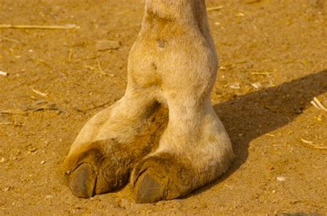 This is what a camel toe really looks like (foto travelblog.org) – Rob