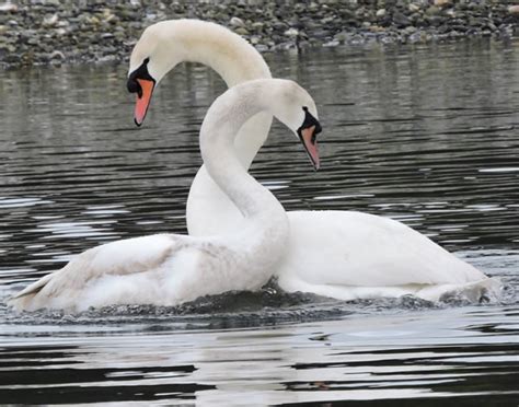 Courting swans