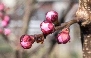 Marelica (Prunus armeniaca) - Plantea