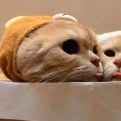 9 Girl x girl matching pfp :) ideas | matching pfp, cat profile, cute icons