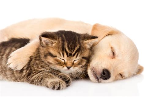 information    share   pets everplans