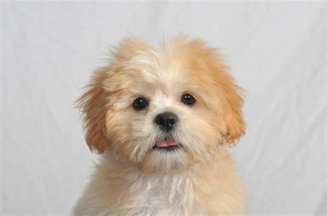 Teacup Havanese: Info, Pictures, Care Guide, Temperament & Traits – Dogster