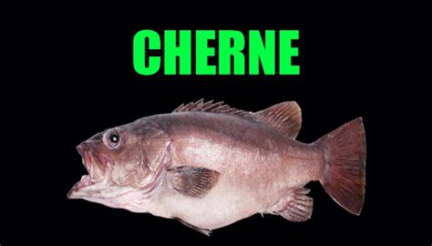 cherne dicas  curiosidades sobre este peixe