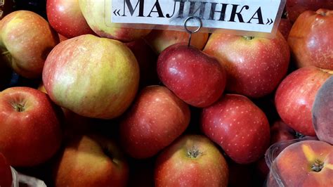 Яблоки Малинка - YouTube