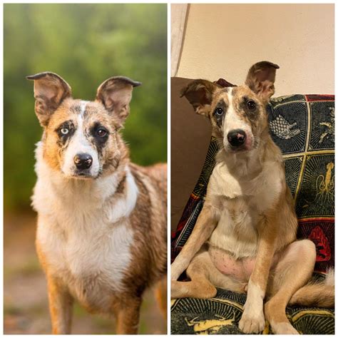 instagram vs reality : r/DOG