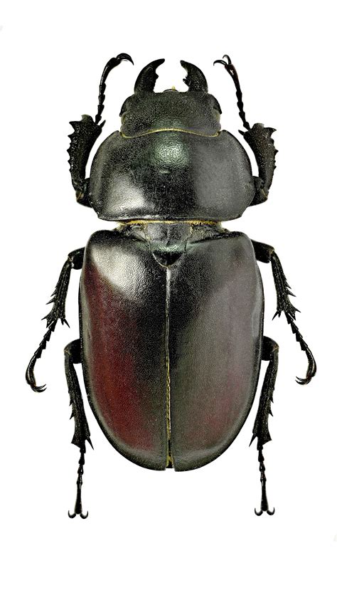 Жук-олень Lucanus cervus (Linnaeus, 1758) - автор фото А.С.Тилли