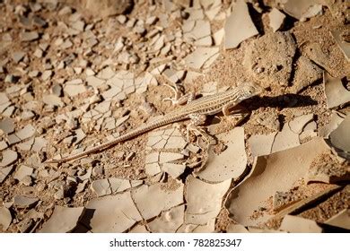 desert lizard camouflage stock photo  shutterstock