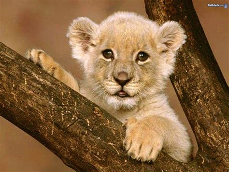 joy tuesday  cute baby animals