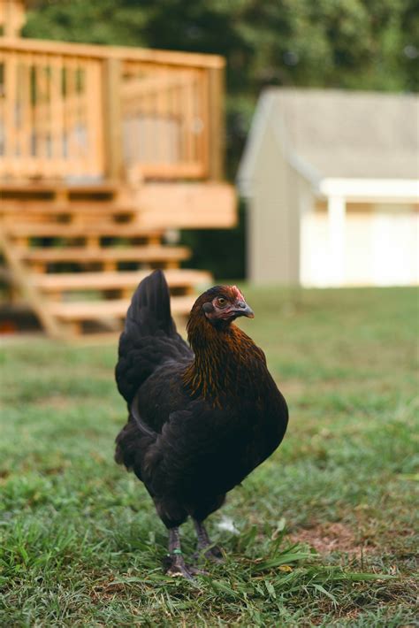 Sex Links — Harrison Chicken Ranch