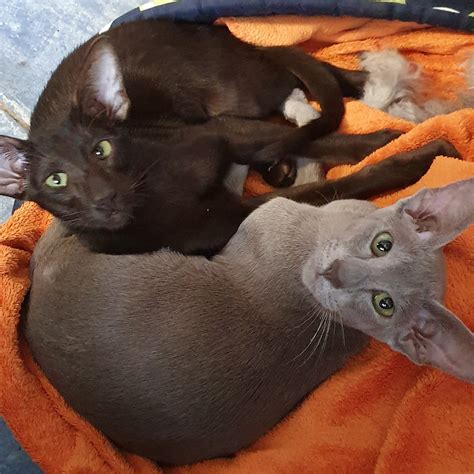 oriental Shorthair cats for adoption and rehoming. | Facebook